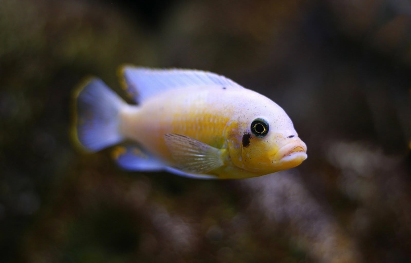 Maylandia zebra 'Nkhungu Reef'